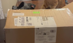 He’s Not Fond of the New Kitten