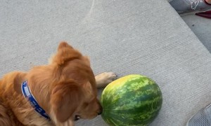 Goose - The Watermelon Dog!