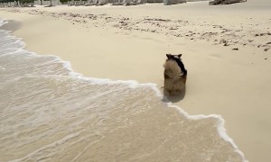 Corgi Takes Beach Stroll at Luxury Resort