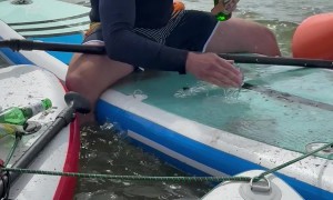 Barbequing Sausages On Stand Up Paddleboards