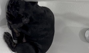 French Bulldog Puppy Bathtime