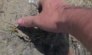 Collecting Giant Sea Snails on a Moroccan Beach