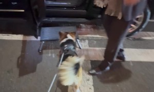 Corgi Has His Own Driver