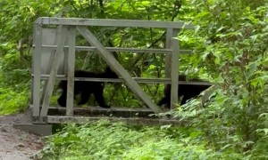 Black Bear Triplets Cross Bridge