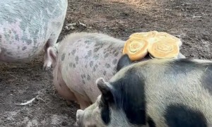 Glazed Buns Stick To Pig Rump