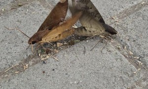 Moth Mate On Walkway