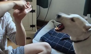 How We Tell Our Deaf Dog Its Walk Time