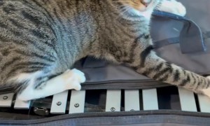 Cat Claims Xylophone