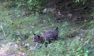Unexpected Encounter With a Lynx Family