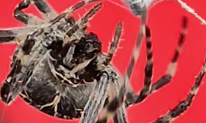 Spider Wrapping Up Dinner