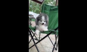 Pomeranian Goes for That Wind-Blown Look