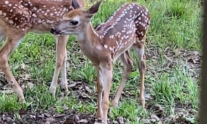 Feeding the Neighborhood Deer