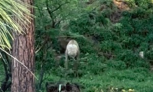 Elk Spotted Dancing in the Forest