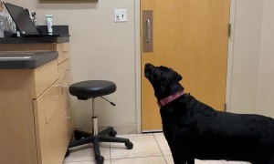 Dog Starts Beef With Vet Office's Cat Art