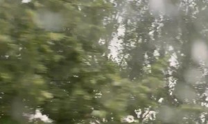 Storm Winds Spark Tree Branch On Electrical Wire