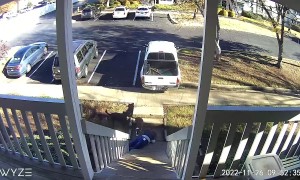 Falling Down the Stairs With Dogs