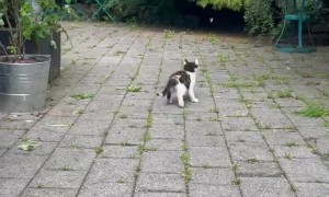 Kitten Entranced by Dancing Butterfly