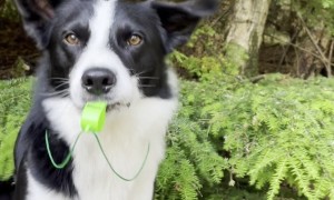 Dog Is Training to Be a Sports Coach