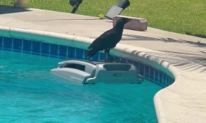 Crow Riding a Pool Skimmer