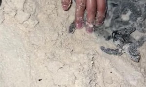 Volunteers Collect Sea Turtle Hatchlings Babies for Safe Release