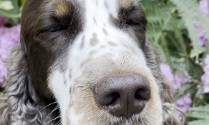 Butterfly Lands on a Dog's Nose
