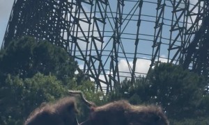 Two Monkeys Spotted on Six Flags Roller Coaster