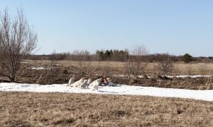 A Car Full of Dogs Gets Released for a Run