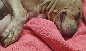 Gentle Pit Bull Pulls Hand in For Pets