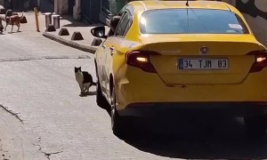 Cat Does It's Business and Holds Up Traffic