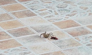 Spider Wasp Drags Paralyzed Spider