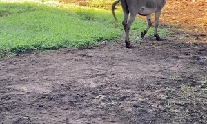 Donkey Making Music With His Squeaky Chicken