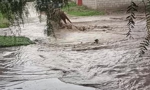Dog Nearly Carried Away By Floodwater Currants