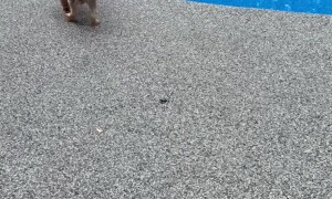 World’s Most Well-Traveled Dog Rushes to Her Pool Day