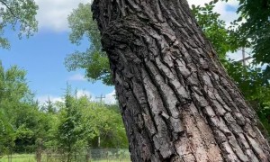 Fearless Corgi Chases Raccoon Up Tree