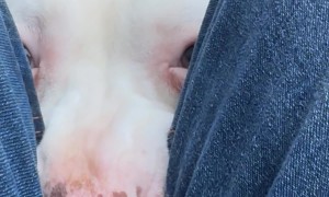 Spoiled Pittie Wants to be a Lapdog