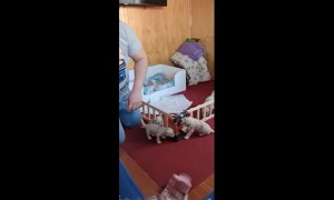 Puppies Fit Through Puppy Fence