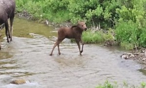 Baby Moose Splashes in Water