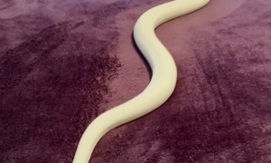 Ball Python Floats On Blanket