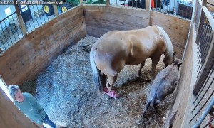 Horse Spooks Into Owner's Forehead