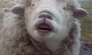 Silly Sheep
