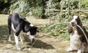 Bonnie Holds Water Hose So Simba Can Have a Good Drink
