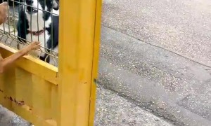 Dog Are Perfect Friends Until Gate Closes