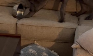 I’m Not Sure You Were Aware, but My Bowl Is Empty