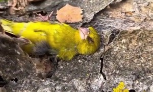 Yellow Bird Sleeps in Bark Blanket