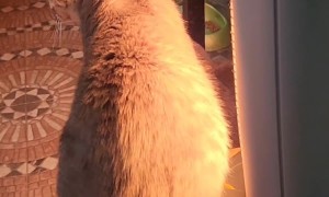 Steam Rises From Warming Cat