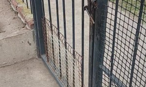 Clever Dog Opens Gate