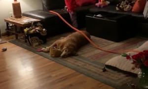 Golden Retriever Racetrack