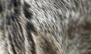 Bengal Cat Back From the Vet and He Is Not Happy