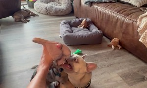 Puppy Acts Tough While Roughhousing