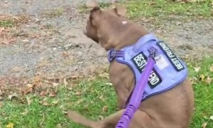 Dog Wipes On Command